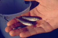 Pt. Mugu Wetlands thumbnail