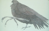 Corax III thumbnail