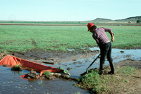 Gallegos farm, Irrigation 003 thumbnail