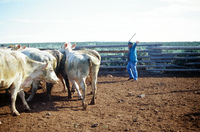 Torres ranch, Cattle drive 018 thumbnail