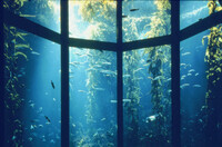 Kelp forest exhibit thumbnail