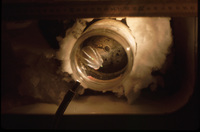 Lobate Ctenophore in widemouth jar thumbnail