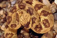 Crotalus molossus thumbnail