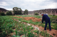 Gallegos farm, Irrigating crops and the Colorado Historical Society 003 thumbnail