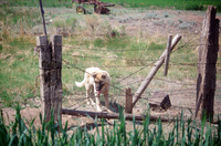 Kaber farm, Crops in the field 039 thumbnail