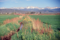 Kaber farm, Crops in the field 051 thumbnail