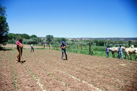 Montoya farm, Hay baling 001 thumbnail