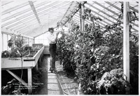 Cross-Pollinating Tomatoes [copy negative] thumbnail
