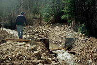 Maistas farm, Ditch and cattle 013 thumbnail