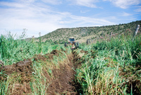 Gallegos farm, Ditch clearing 010 thumbnail