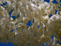 Yucca whipplei thumbnail