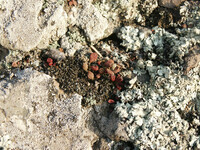 Dudleya blochmaniae thumbnail