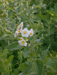 Solanum douglasii thumbnail