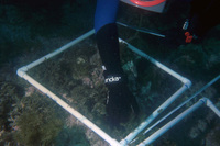 Bird Rock Transects thumbnail