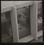 [Student reading Mustang Daily in library] thumbnail