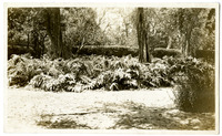 [Sinsheimer garden] thumbnail