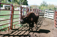Torres ranch animals 005 thumbnail