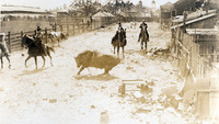 Roping a steer thumbnail