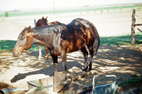 Horses and irrigation ditch 018 thumbnail
