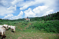 Torres ranch, Cattle drive 029 thumbnail