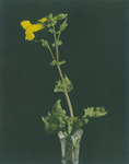 Common monkey flower in a vase thumbnail