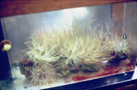 Condylactis sp. Anemones with a humbug damsel thumbnail