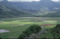 Taro Fields: Hanalei River, Kauai thumbnail