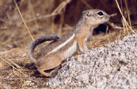 Ammospermophilus leucurus thumbnail