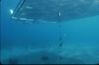 Plot 4 screen with 1 Stipe thumbnail