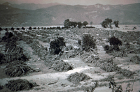 Decimated Orange Orchards (Bardsdale, CA) after the St. Francis Dam Flood thumbnail