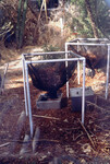Leaf litter monitoring at Biosphere 2 thumbnail