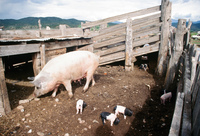 Kaber farm, Pigs 010 thumbnail