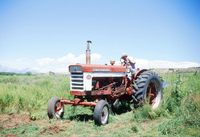 Kaber farm, Weed whacking 019 thumbnail