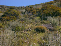 Calochortus catalinae thumbnail