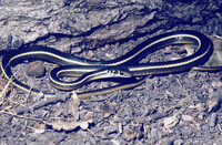 Masticophis lateralis thumbnail