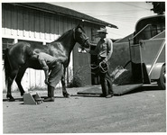 Cotton Reynolds trims the hoofs of a saddle horse owned by a Cal Poly animal husbandry student thumbnail