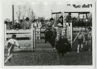 Poly Royal Rodeo - Bull rider thumbnail