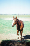 Horses and irrigation ditch 020 thumbnail