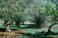 San Luis Valley orchards 007 thumbnail