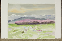 Distant Pink Orchard, Foothills, Mountains thumbnail