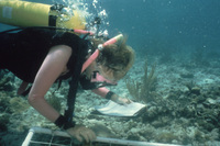 Peggy using a quadrat thumbnail