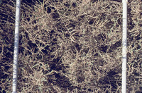 Pt. Mugu Wetlands thumbnail