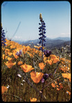 Poppies and lupine thumbnail