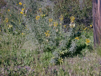 Cleome isomeris thumbnail