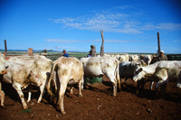 Torres ranch, Cattle drive 004 thumbnail