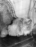 Long haired cat on a chair thumbnail