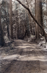 Dirt road running through a redwood forest thumbnail