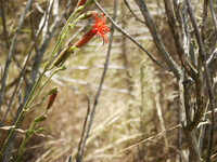 Silene laciniata thumbnail
