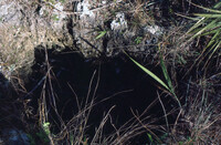 "Solution Hole" in Pinelands thumbnail