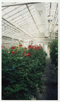 [Red flowers in the greenhouse] thumbnail